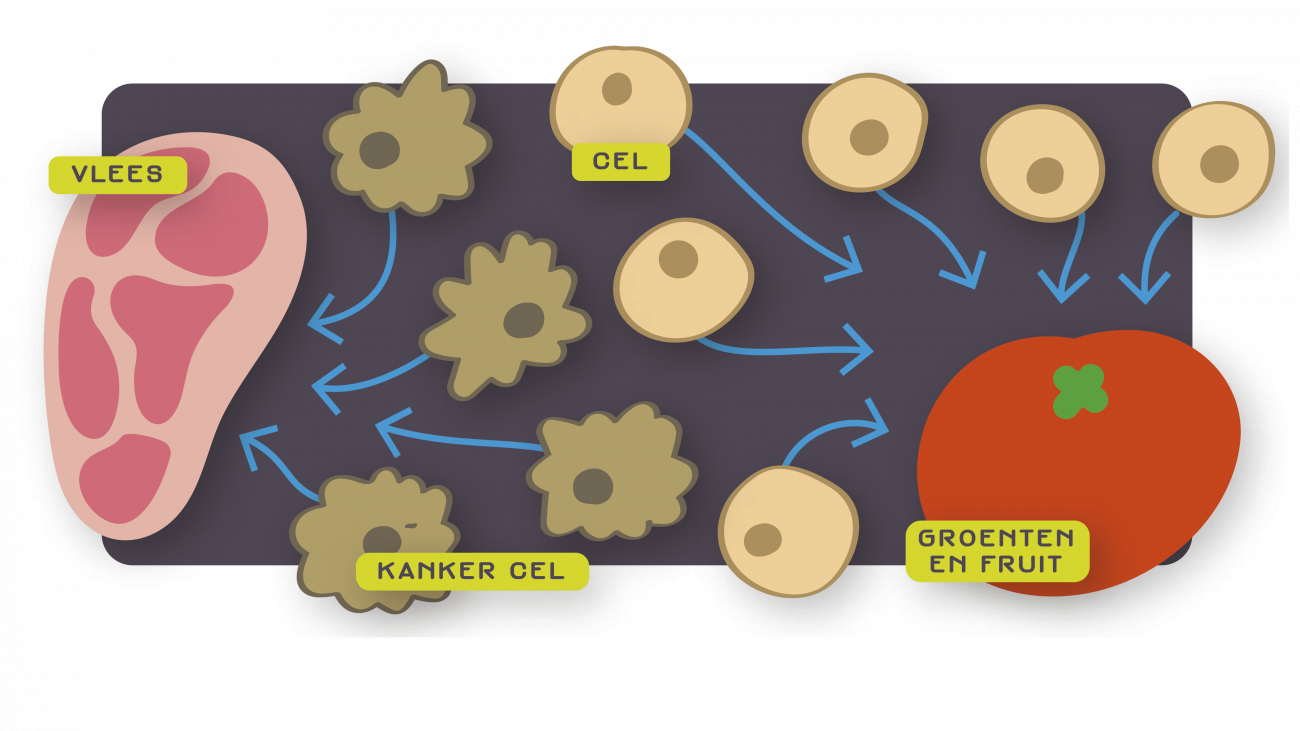 Cellen en kankercellen